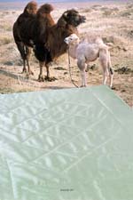 Детское верблюжье одеяло